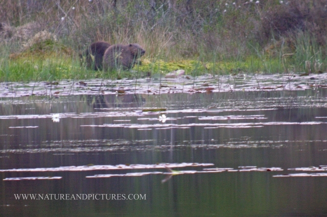 beavers, scotland, aigas, wild-12.jpg - 5.6.06 - INCREASING RUMOURS OF A YOUNG BEAVER